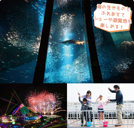 海の生きものとふれあえてショーや遊園地も楽しめる！