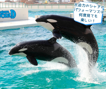 大迫力のシャチのパフォーマンスは何度見ても楽しい！