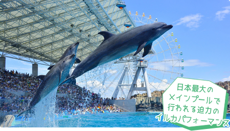日本最大のメインプールで行われる迫力のイルカパフォーマンス