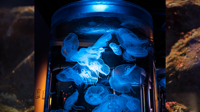 暑い夏水族館で涼をとろう｜リソルライフサポート倶楽部 ーメンバーズナビ