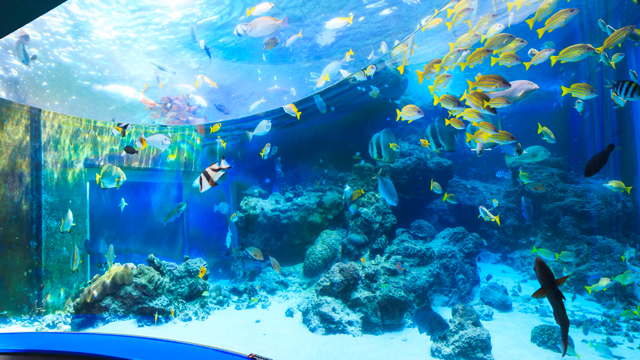 【真作】版画　リトグラフ　小さな水族館　爽やかな青のアクアリウム　Z153 暑い夏水族館で涼をとろう｜リソルライフサポート倶楽部 ーメンバーズナビ