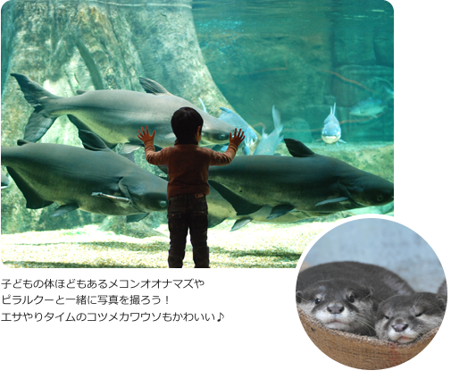 世界淡水魚園水族館アクア・トト ぎふ