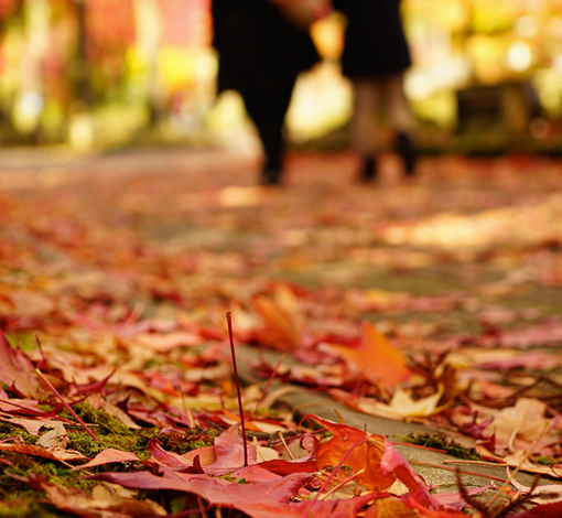 アメリカ楓通りの紅葉