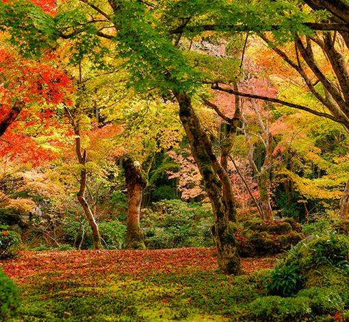 圓光寺