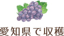 愛知県で収穫