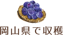 岡山県で収穫