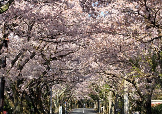伊豆高原 桜並木