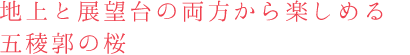 地上と展望台の両方から楽しめる五稜郭の桜