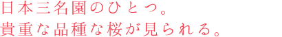 日本三名園のひとつ。貴重な品種な桜が見られる。