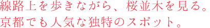 線路上を歩きながら、桜並木を見る。京都でも人気な独特のスポット。