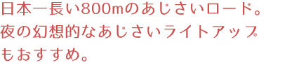 日本一長い800mのあじさいロード